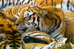 Sleeping Tigers7321497 300x200 - Sleeping Tigers - tigers, Sleeping, Dove